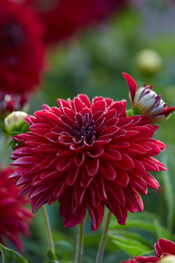 Dahlia Border Melody Mambo 1-pakning
